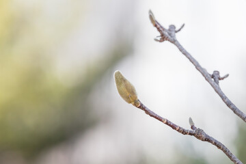 Magnolia buds discovered in early spring. warm spring sunshine -  mokryeon, kobushi magnolia,...