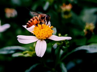 macro photography of cute and adorable orange bee that often forage around flowers in the yard