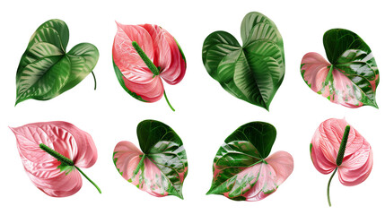 Anthurium Collection: Vibrant Tropical Flowers in Digital Art, Isolated on Transparent Background - Stunning Botanical Illustrations for Graphic Design and Decorative Compositions!