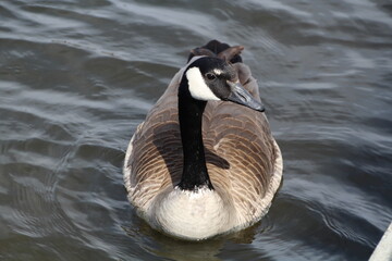 Canadian goose swimming, William Hawrelak Park, Edmonton, Alberta