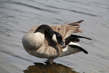 country goose on the beach, William Hawrelak Park, Edmonton, Alberta