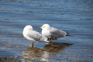 seagull on the beach, William Hawrelak Park, Edmonton, Alberta