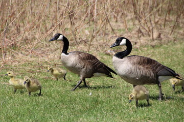 Family Of Geese, William Hawrelak Park, Edmonton, Alberta