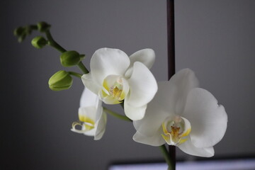 Falenopsis ćmówka Phalaenopsis orchidea - obrazy, fototapety, plakaty