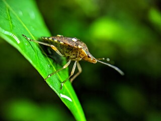 macro photography of cute and adorable lttle black bug often forage around flowers in the yard