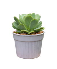 Aeonium succulent houseplant in pot isolated on white background for small garden and drought tolerant plant usage