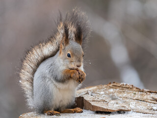 A squirrel sits on a stump and eats nuts in autumn.