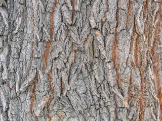 The texture of the bark of an old willow. Detailed bark texture. Natural background