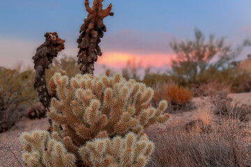 A vibrant sunset casts warm colors across the sky behind various cacti in a desert landscape. In...