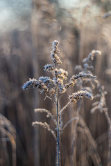 Uschnięte zeszłoroczne rośliny zamarznięte pokryte szronem
