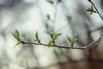 Wiosenna zieleń szron na młodych liściach na przedwiośniu