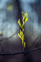 Wiosenna zieleń szron na młodych liściach na przedwiośniu - obrazy, fototapety, plakaty