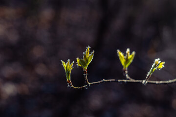 Wiosenna zieleń szron na młodych liściach na przedwiośniu © KoLesfot