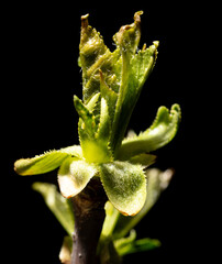 Opened cherry bud in spring isolated on black background. Macro