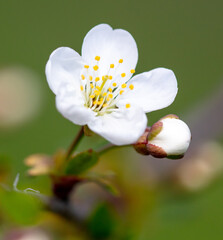 Flowers on a cherry tree in spring. Close-up