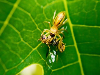 the beauty of macro photography of jumping spider Phidippus Audax regius perched on the branches of plants