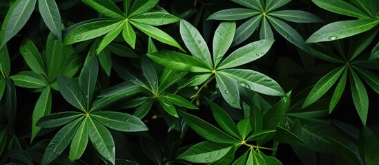 The close-up view showcases a lush green schefflera plant, also known as an Umbrella plant, with an abundance of vivid green leaves. The intricate details of the leaves are prominently displayed