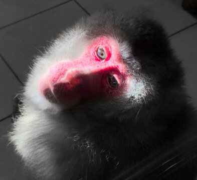 Portrait of a red monkey face