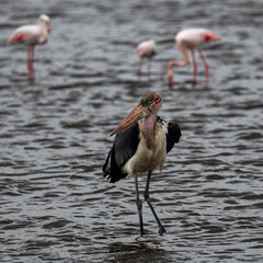 marabou stork in lake naivasha