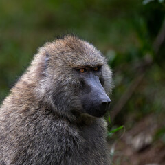 wild baboon portrait
