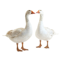 white geese on transparent background