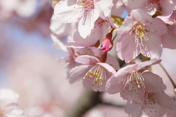 Fototapeta premium 春の日差しを受けて綺麗に咲いた河津桜