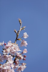 春の日差しを受けて綺麗に咲いた河津桜
