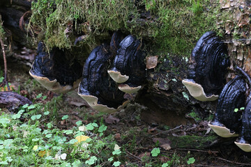 Birch bristle bracket, Phellinus lundellii, known as  wild polypore fungus from Finland