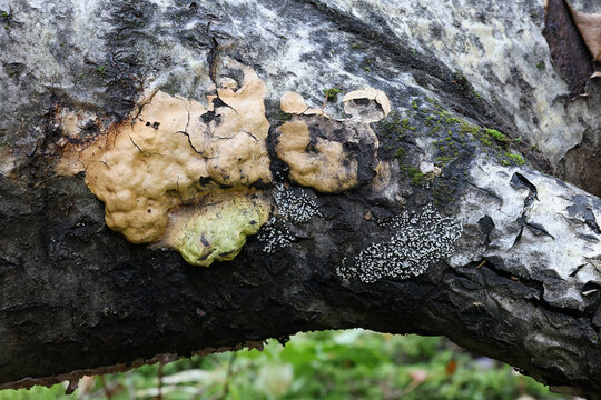Fuligo luteonitens, slime mold from Finland, no common English name