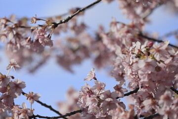春の日差しを受けて綺麗に咲いた河津桜
