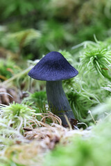 Entoloma nitidum, commonly known as pine pinkgill, wild mushroom from Finland