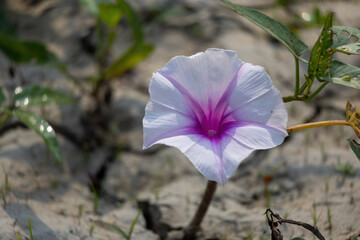 Water Morning Glory (Ipomoea aquatica) flower. Beautiful white flower with purple center. It is locally called Kolmi Ful in Bangladesh.  - Powered by Adobe