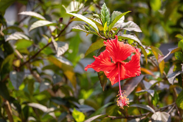 Obraz premium Red hibiscus (Hibiscus rosa-sinensis) flower blooming in the garden. Beautiful red flower with long red and yellow stamen. Natural beauty. 