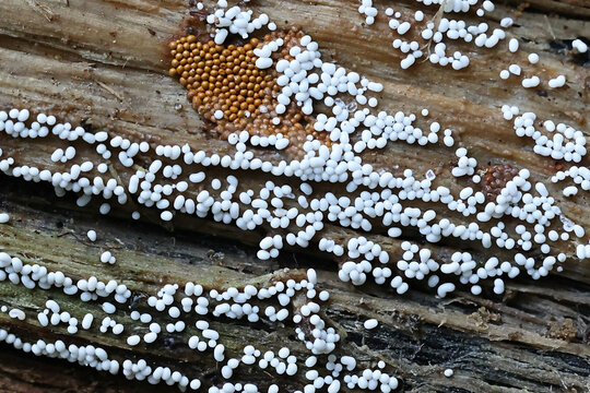 Trichia varia (white) and Trichia scabra (ochre), two slime mold species growing on wood, no common English names