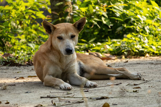 A dog is sitting on the ground looking at the camera. Dogs are domesticated mammals. 