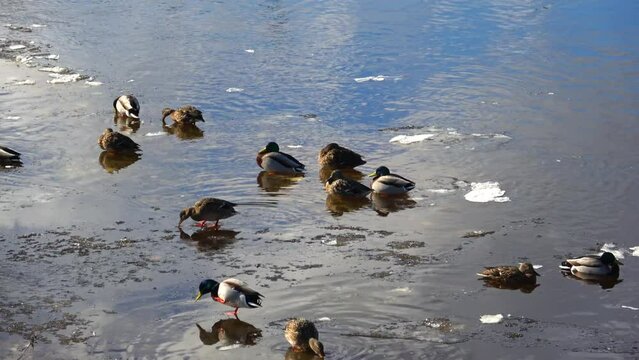 Ducks on spring ice