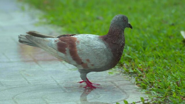 pigeon drinking water after the rain 