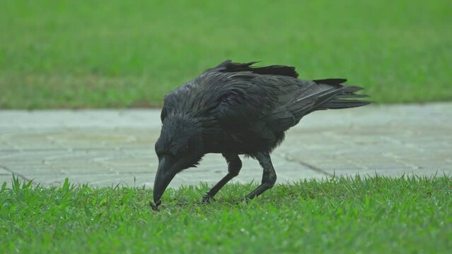 Black reven foraging for food in grass field of temple