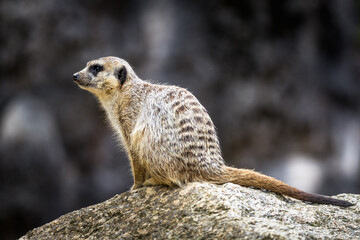 Meerkat is looking around - 754711678