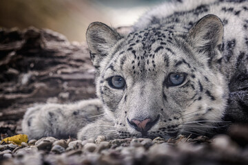 Snow leopard: A magnificent big cat in Central Asia - 754711682