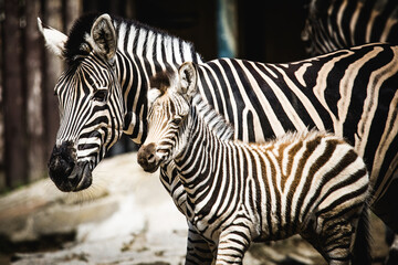 Zebra with foal - 754711685