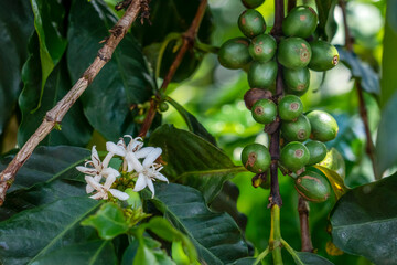 Flowering coffee plant with berries - 754712878