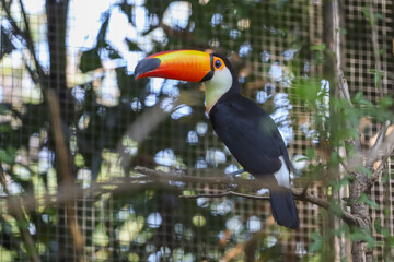 The toco toucan bird on the wood tree