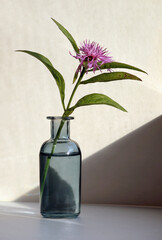 Serratula coronata flower - 754714296