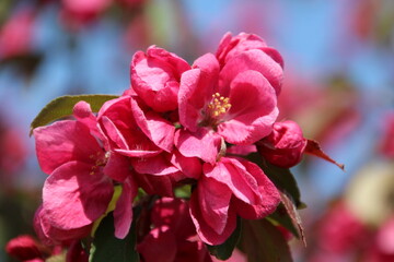Obraz premium close up of pink flower