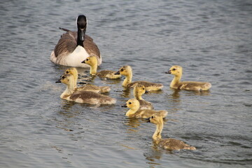 Family Of Canadian Geese, William Hawrelak Park, Edmonton, Alberta