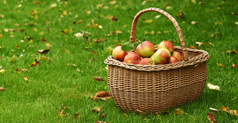 Apple, basket or leaf on lawn for fall, harvest or countryside for health, food or agriculture. Organic, fruit and grass in autumn on sustainable, farm and orchard for natural eco friendly nutrition