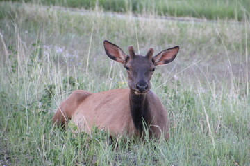 Elk Resting In The Grass, Jasper National Park, Alberta