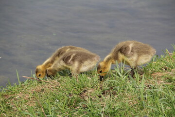 Goslings Grazing, William Hawrelak Park, Edmonton, Alberta