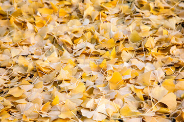 View of the yellow ginkgo leaves on the ground